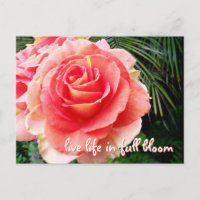 Bold pink rose photography live life in full bloom
