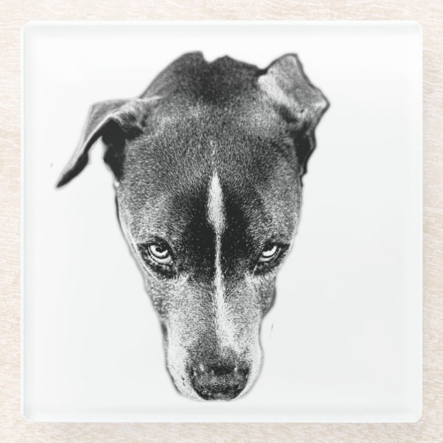 Bold Pitbull Mix Gaze Modern Art Coaster (Front)