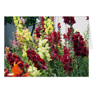 Bold Rocket Snapdragons