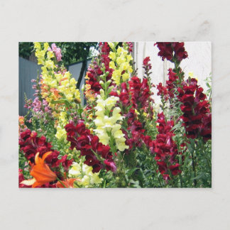 Bold Rocket Snapdragons Postcard