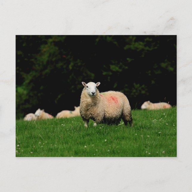 Bold Sheep Postcard (Front)