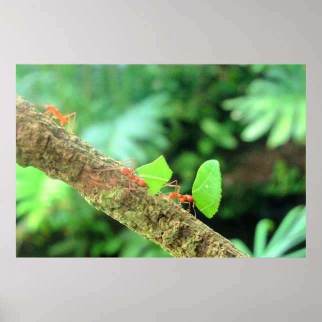 Bold Vibrant Funny Leafcutter Ants in Action Poster (Front)
