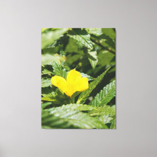 Bold Yellow Flower Among Green Leaves Canvas Print