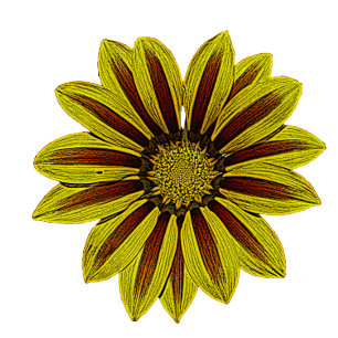 Bold yellow with red stripes daisy type flowers throw blanket