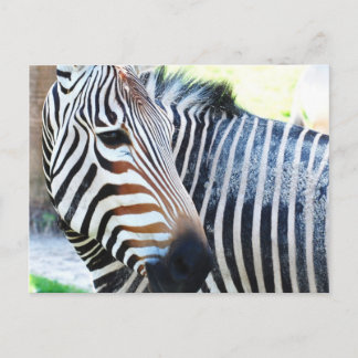 Bold Zebra Postcard