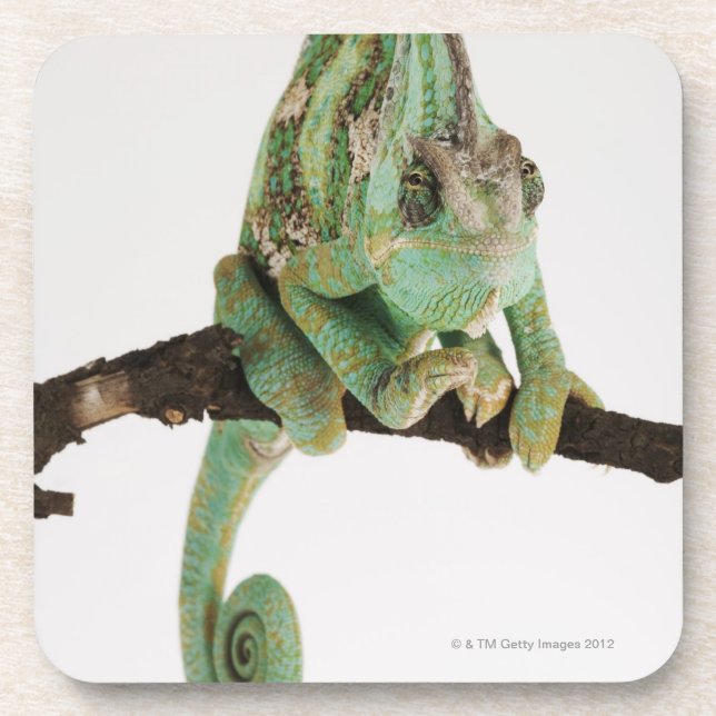 Boldly coloured chameleon with characteristic coaster (Front)