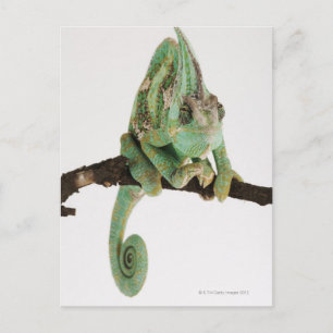 Boldly coloured chameleon with characteristic postcard