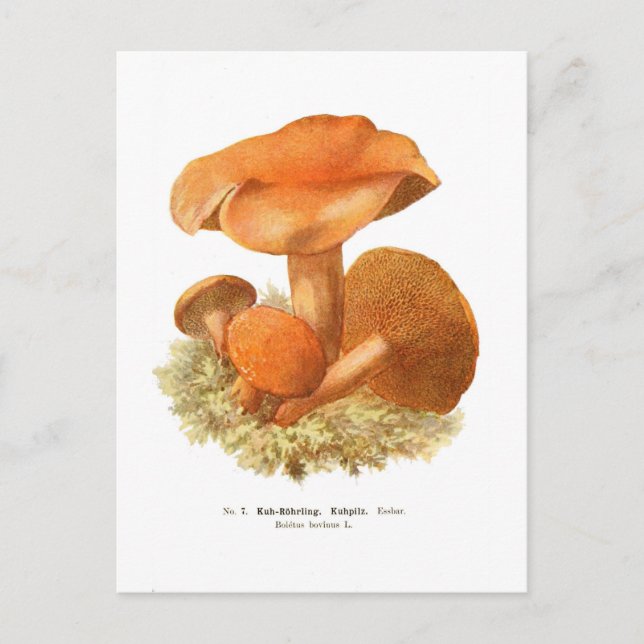Boletus bovinus postcard (Front)