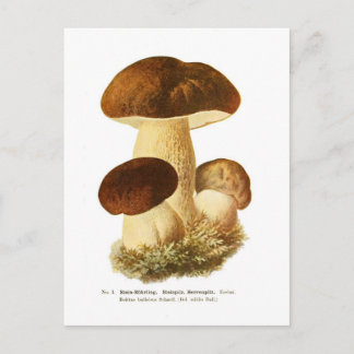 Boletus bulbosus postcard