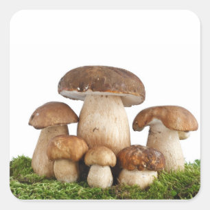 Boletus Edulis mushrooms Square Sticker