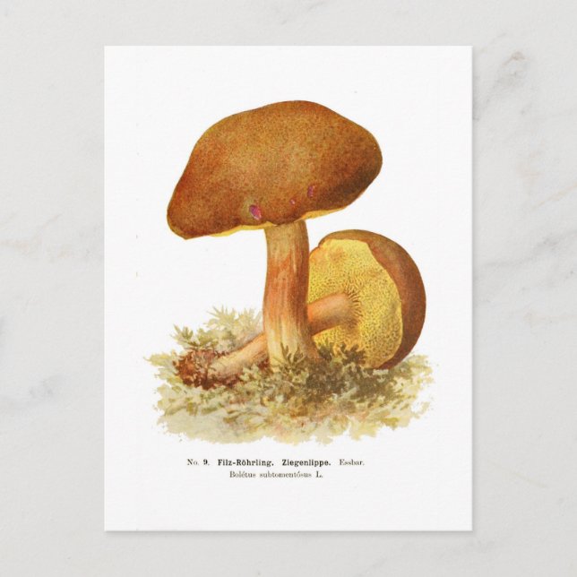 Boletus subtomentosus postcard (Front)