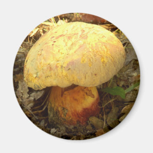 Boletus torosus Mushroom Magnet