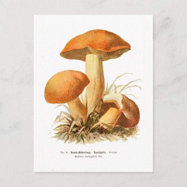 Boletus varigatus postcard (Front)