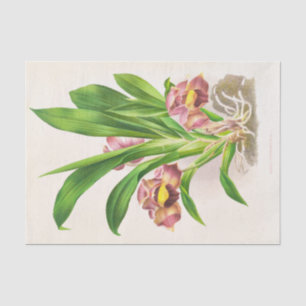 Bollea Pulmivaris (Orchid) by Jean Jules Linden Tissue Paper