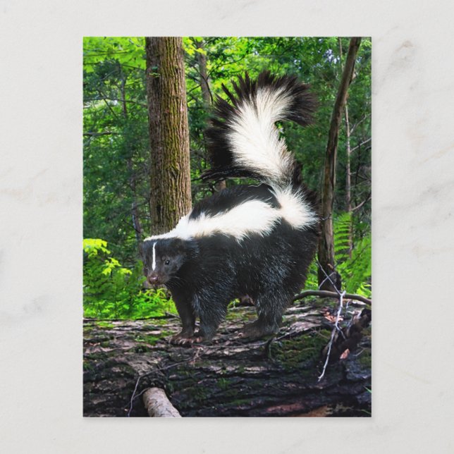 "Bomba" Postcard (Front)