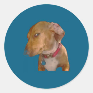 Bombastic Side Eye Funny Dog  Classic Round Sticker