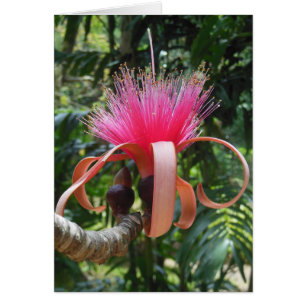 Bombax Tree Blossom