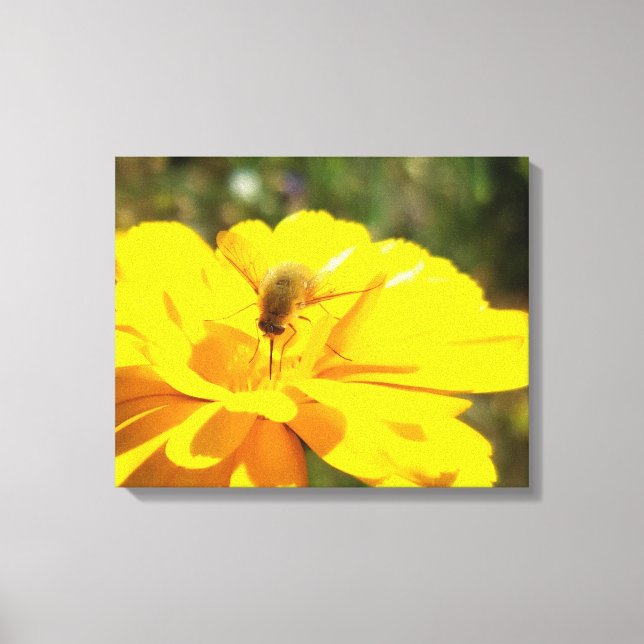 Bombyliida Pollinating Bright Yellow Flower Canvas Print (Front)