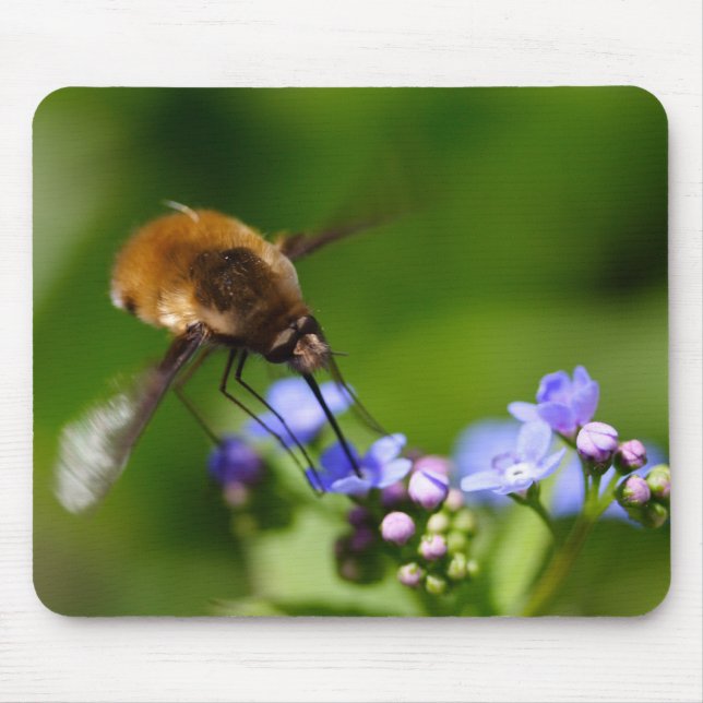 Bombylius major mouse pad (Front)