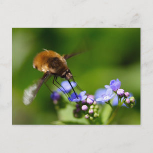 Bombylius major postcard