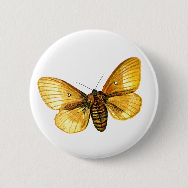 Bombyx quercus female 6 cm round badge (Front)