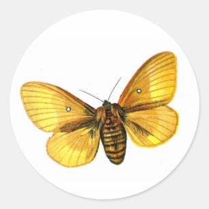 Bombyx quercus female classic round sticker