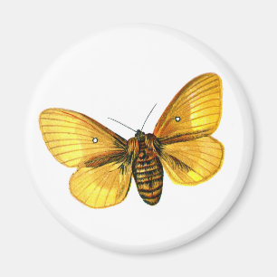 Bombyx quercus female magnet
