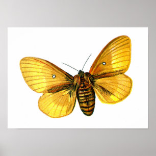 Bombyx quercus female poster