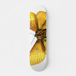 Bombyx quercus female skateboard