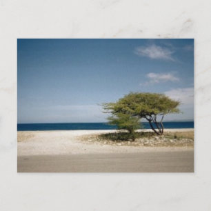 Bonaire tree postcard