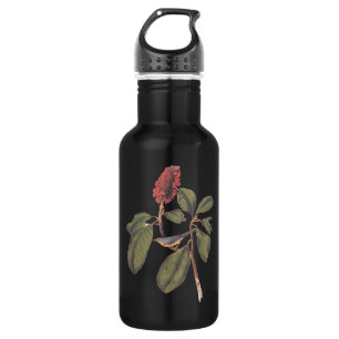 Bonaparte Flycatcher Audubon Bird in Magnolia 532 Ml Water Bottle