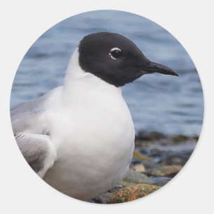 Bonaparte's Gull at the Beach Classic Round Sticker