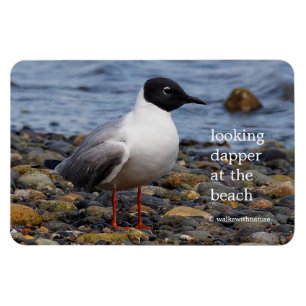 Bonaparte's Gull at the Beach Magnet