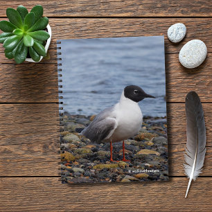 Bonaparte's Gull at the Beach Notebook