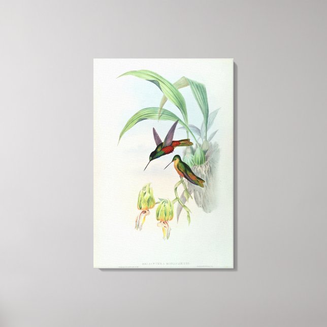 Bonaparte's Star Fronted Hummingbird (coloured lit Canvas Print (Front)