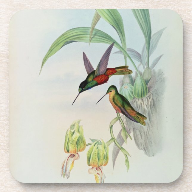 Bonaparte's Star Fronted Hummingbird (coloured lit Coaster (Front)