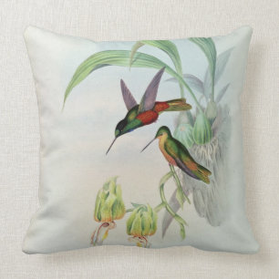 Bonaparte's Star Fronted Hummingbird (coloured lit Cushion