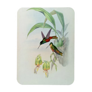 Bonaparte's Star Fronted Hummingbird (coloured lit Magnet