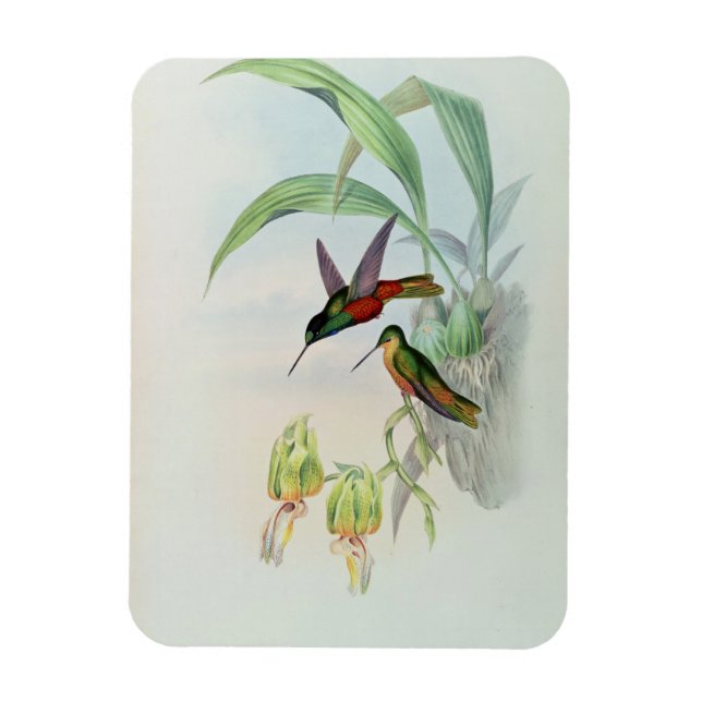 Bonaparte's Star Fronted Hummingbird (coloured lit Magnet (Vertical)