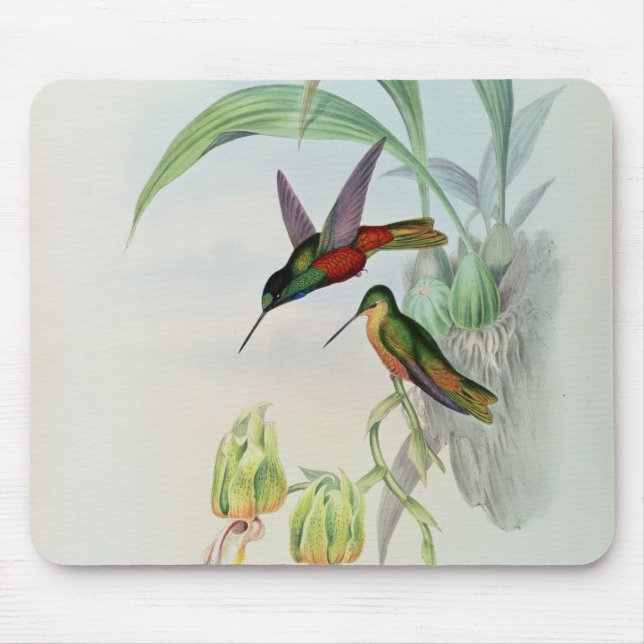 Bonaparte's Star Fronted Hummingbird (coloured lit Mouse Pad (Front)