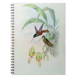 Bonaparte's Star Fronted Hummingbird (coloured lit Spiral Notebook