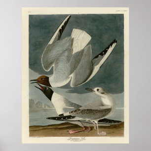 Bonapartian Gull from Audubon's Birds of America Poster
