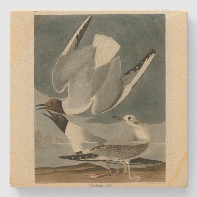 Bonapartian Gull from Audubon's Birds of America Stone Coaster (Front)