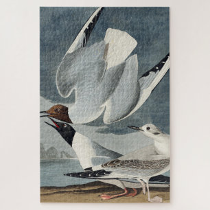 Bonapartian Gull from Birds of America Jigsaw Puzzle