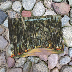 Bonaventure Drive Savannah GA retro Postcard