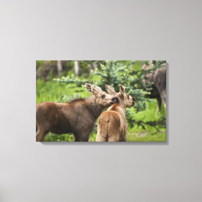 Bonded Moose Calves Canvas Print (Front)