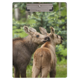 Bonded Moose Calves Clipboard