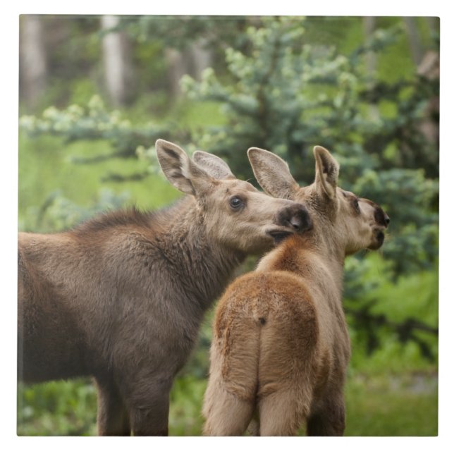 Bonded Moose Calves Tile (Front)