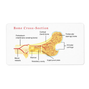 Bone Cross Section Diagram