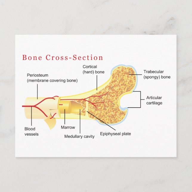 Bone Cross Section Diagram Postcard (Front)
